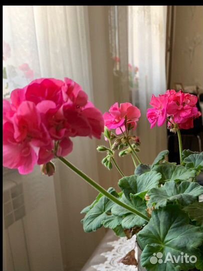 Пеларгония герань