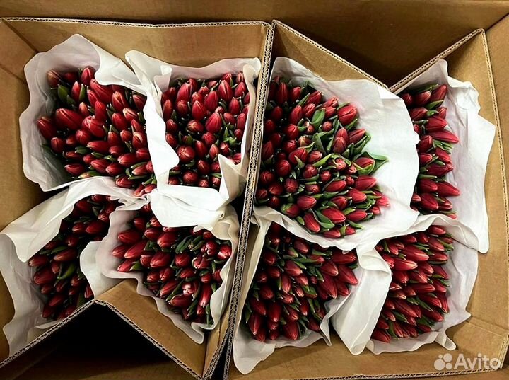 Тюльпаны опт разные цвета