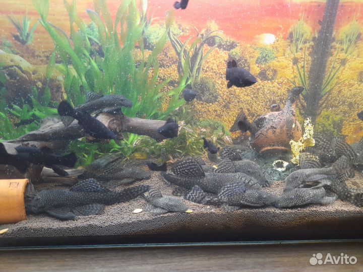 Сомики анциструсы