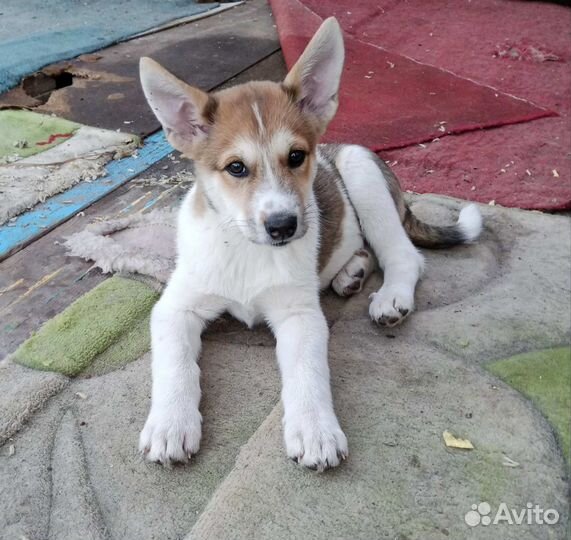 Метис лайки