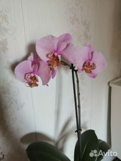 Орхидея Фаленопсис Манхеттен