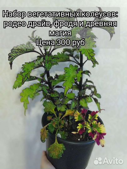 Колеусы вегетативные