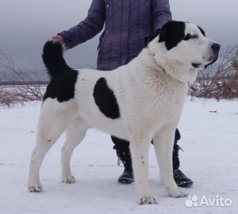 Щенок алабая