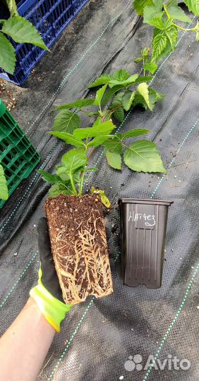 Саженцы ежевики