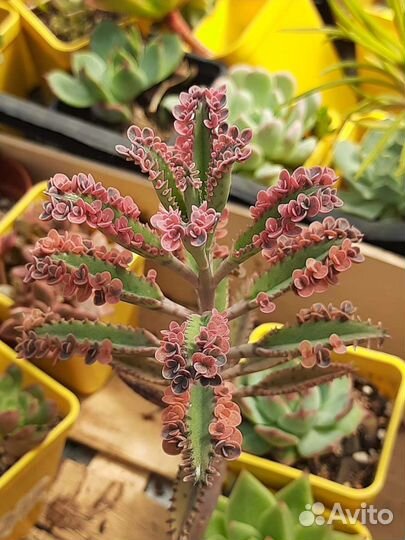 Эхеверии, крассулы, более 100 видов