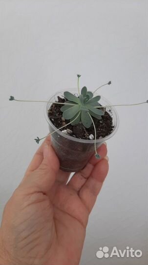 Суккуленты-Оростахис иваренге,цветы