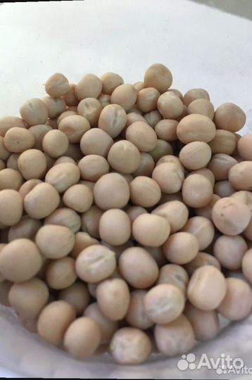 Горох кормовой