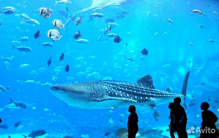 Билеты в москвариум (океанариум) на ВДНХ