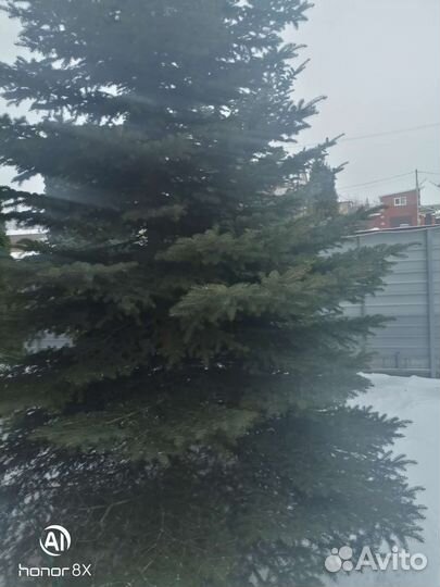 Ель голубая