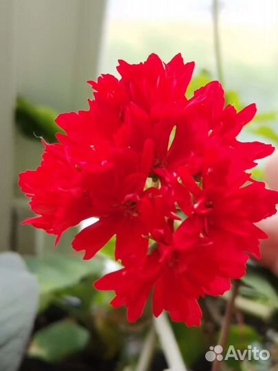 Комнатные цветы