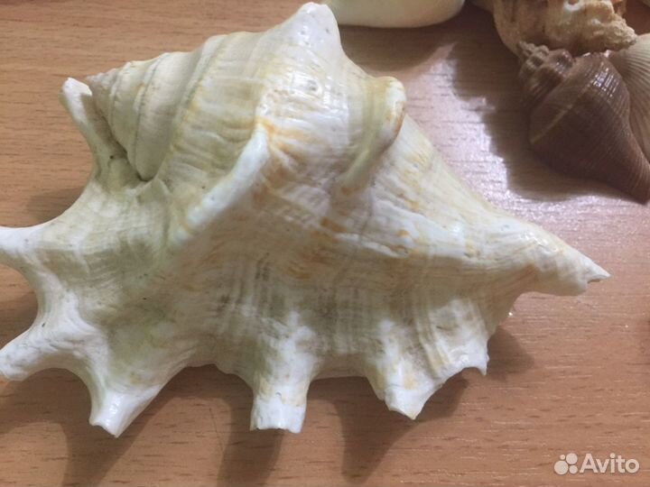 Морские ракушки