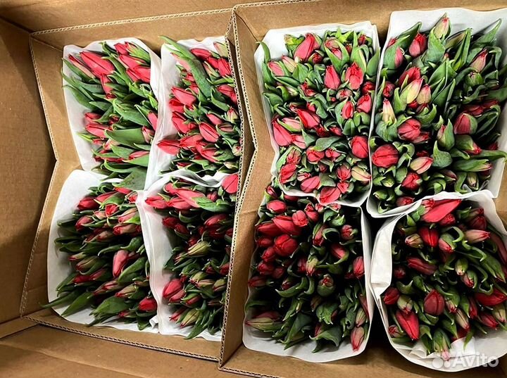 Тюльпаны опт