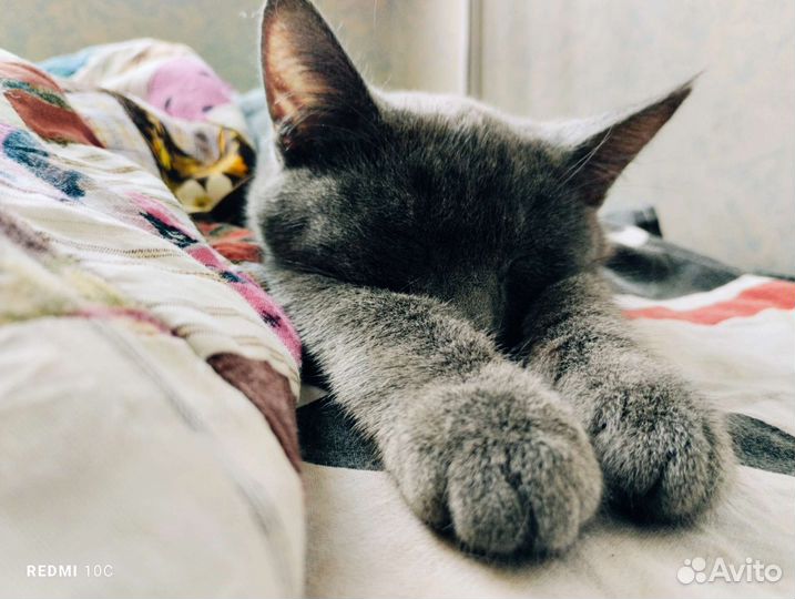 Кошка в дар бесплатно