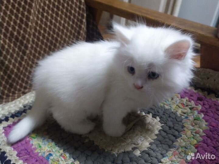Пушок. Котик