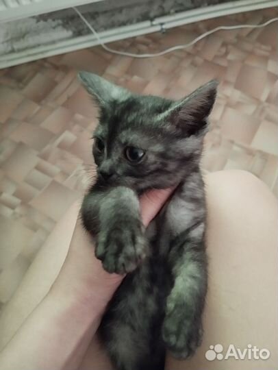 Кошка в дар