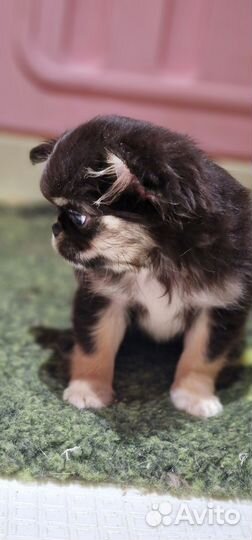 Чихуахуа мальчик