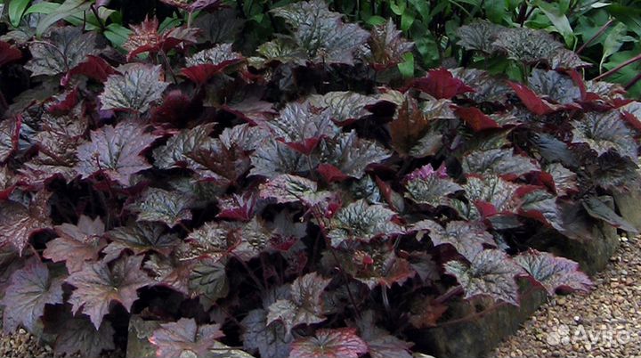 Садовые растения