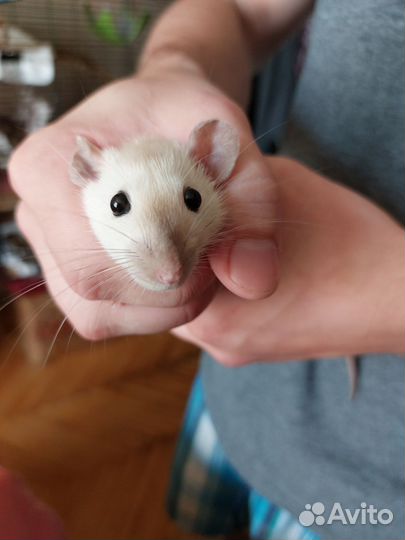 Крысята от сиамской дамбо пары