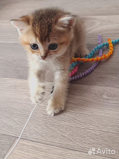Шотландская шиншилла девочка чёрное золото котёнок