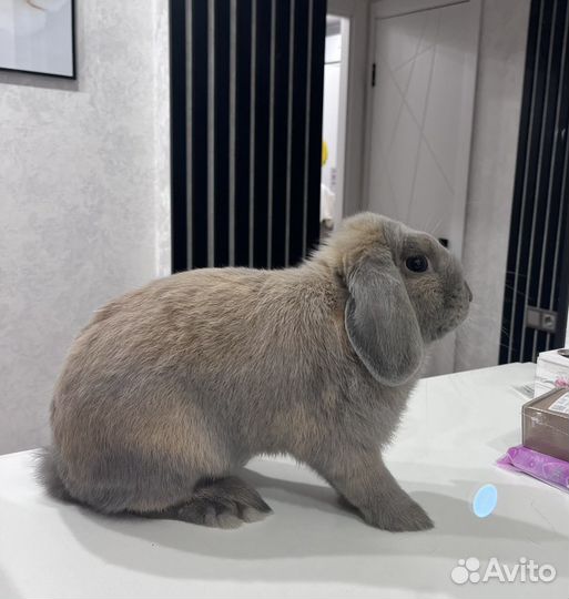 Декоративный кролик