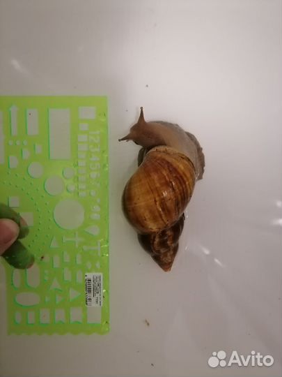 Улитки ахатины бесплатно