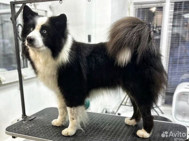 Груминг собак и кошек