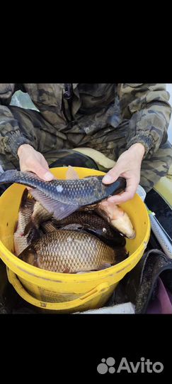 Караси на еду