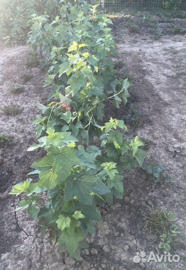 Саженцы смородины