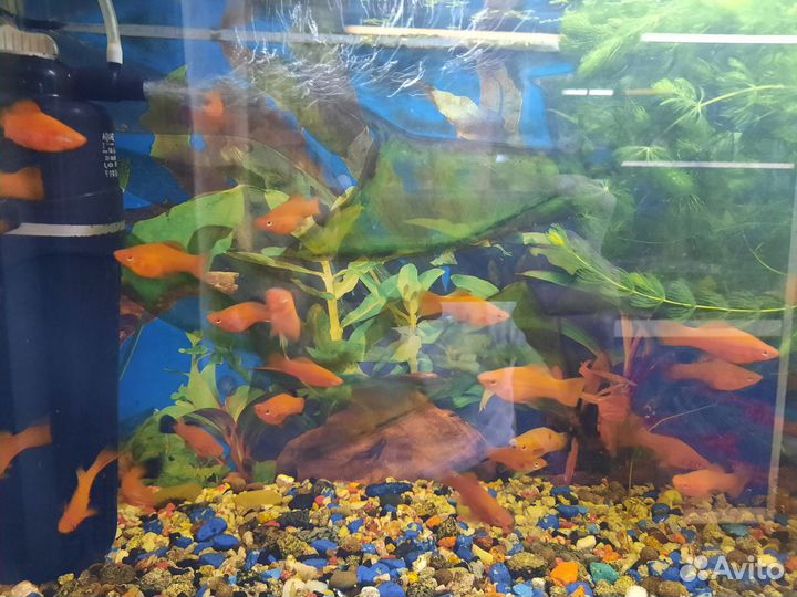 Аквариумные рыбки