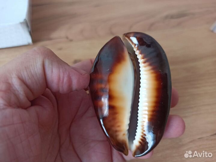 Морская раковина