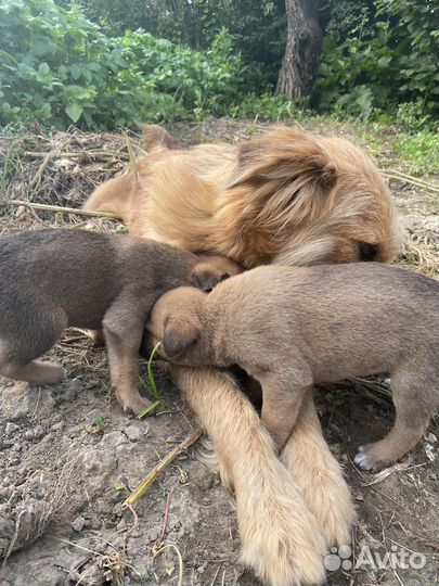 Собаки щенки