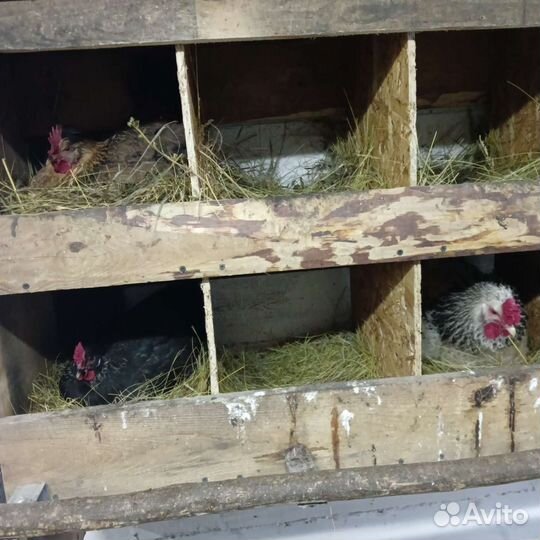 Домашние куриные яйца