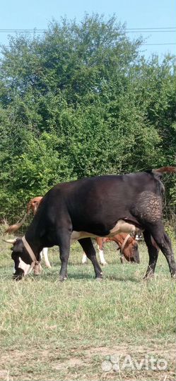 Коровы и телята
