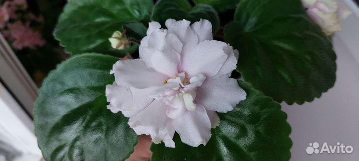 Сортовые фиалки детки, стартеры, цветущие, черенки