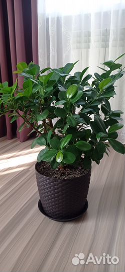 Фикус Мокламе