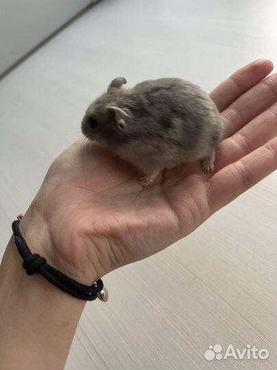 Джунгарский хомяк сапфировый