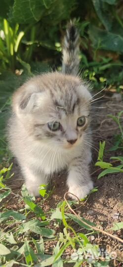 Вислоухая кошка бесплатно