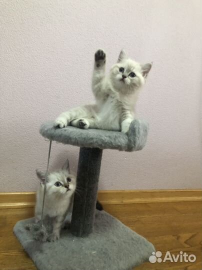 Британские котята