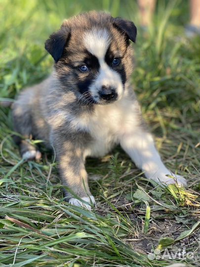 Щенки хаски бесплатно