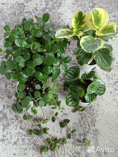 Пеперомия головатая