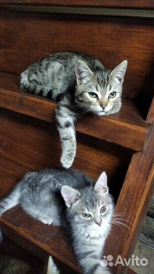 Котята в хорошие руки
