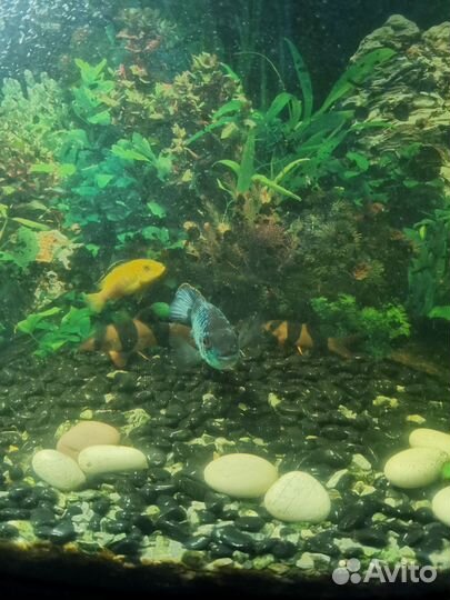 Аквариум с тумбой 120 л