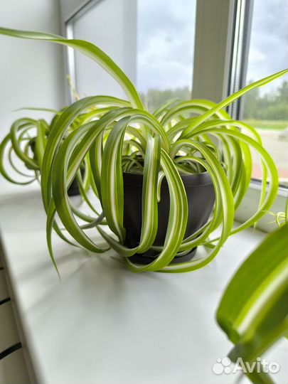 Хлорофитум кудрявый композиция в интерьере