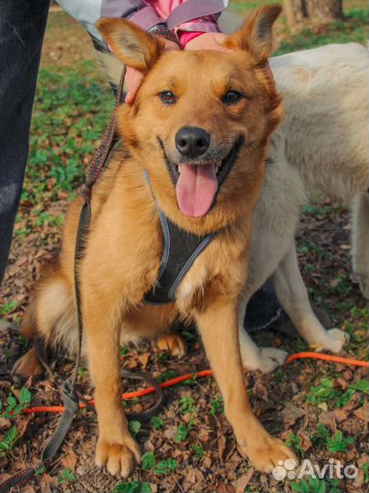 Овчарка в добрые руки метис шпиц