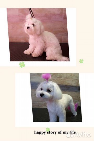 Груминг (стрижка собак) Родники