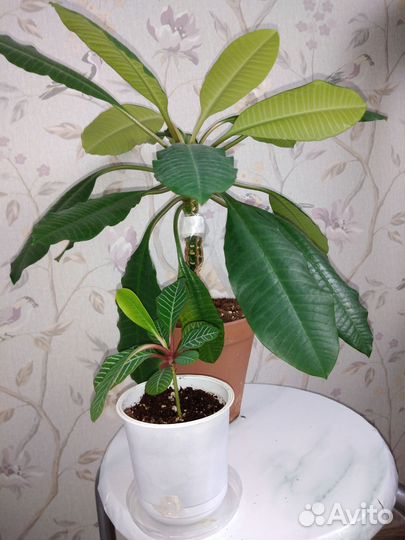 Комнатные цветы. Молочай беложильчатый