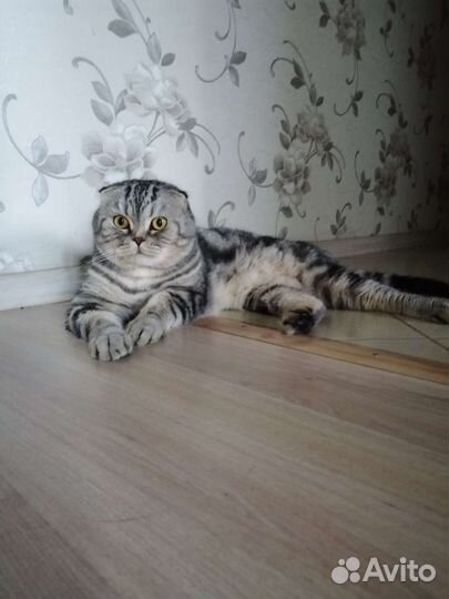 Шотландский кот на вязку