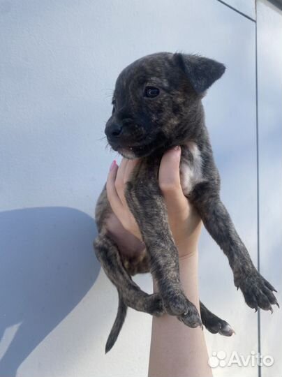 Питбуль щенок девочка метис бесплатно