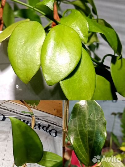 Хойи укорененные и на срез