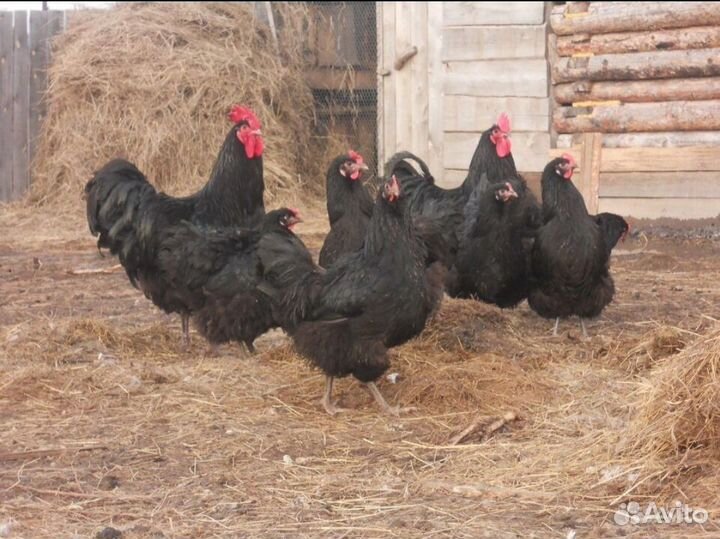 Курицы, Брама, Орпингтон, Джерсийский гигант